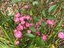 Dick Koster rose photo