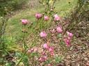 Dick Koster rose photo