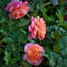 André Turcat rose photo