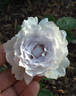 Gabriel rose photo