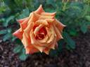 Ann Henderson rose photo