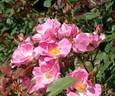 County Fair rose photo