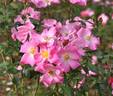 County Fair rose photo