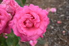 Susan Hampshire rose photo