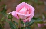 Anne Letts rose photo