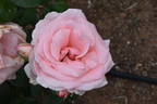 Bewitched rose photo