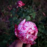 Emilia Castelli rose photo