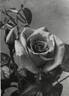 Bettina ® rose photo