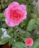 Abdiel rose photo