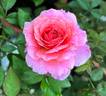 Abdiel rose photo