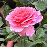 Abdiel rose photo