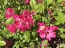 Gay Vista rose photo