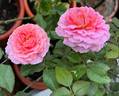 Abdiel rose photo