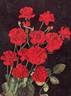 Gloria Mundi rose photo