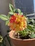 Earthquake ™ rose photo