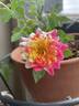 Earthquake ™ rose photo
