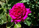 Blackberry Nip rose photo