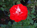 Blastoff ™ rose photo