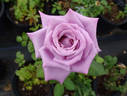 Blue Bird rose photo