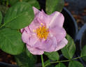 Blueberry Hill ™ rose photo