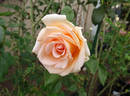 Breath of Life rose photo