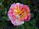 Calico rose photo