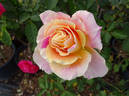Calico rose photo