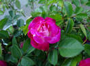 Cancan ™ rose photo