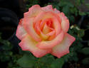 Candia ™ rose photo
