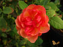 Caramella rose photo