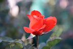 Tchin-Tchin rose photo