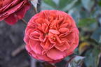 Colorbreak rose photo