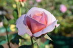 Iced Ginger rose photo