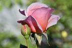 Iced Ginger rose photo