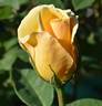 Eclipse rose photo