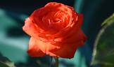 Anne Cocker ® rose photo