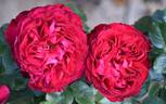 Traviata ™ rose photo