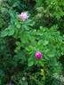 Mysterion rose photo