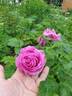 Mysterion rose photo