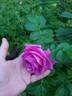 Mysterion rose photo