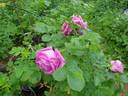 Mysterion rose photo
