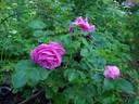 Mysterion rose photo