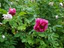 Alotta Fagina rose photo