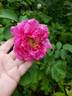 Alotta Fagina rose photo