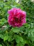 Alotta Fagina rose photo