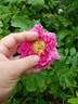 Alotta Fagina rose photo