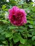 Alotta Fagina rose photo