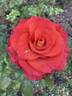 Léonidas rose photo