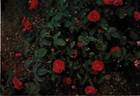 D'Aguesseau rose photo