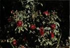 Tuscany rose photo